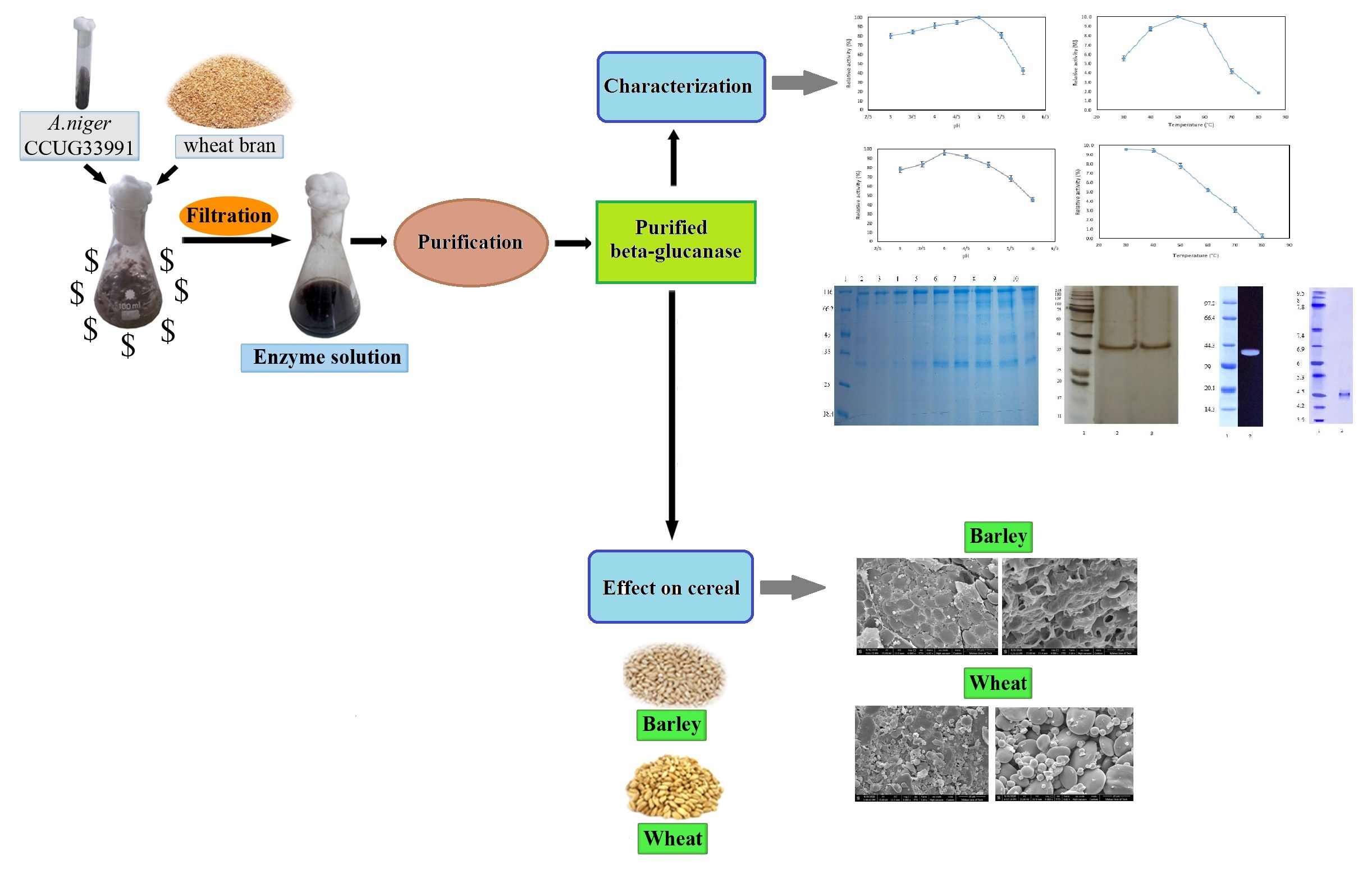 Glucanase from Aspergillus niger