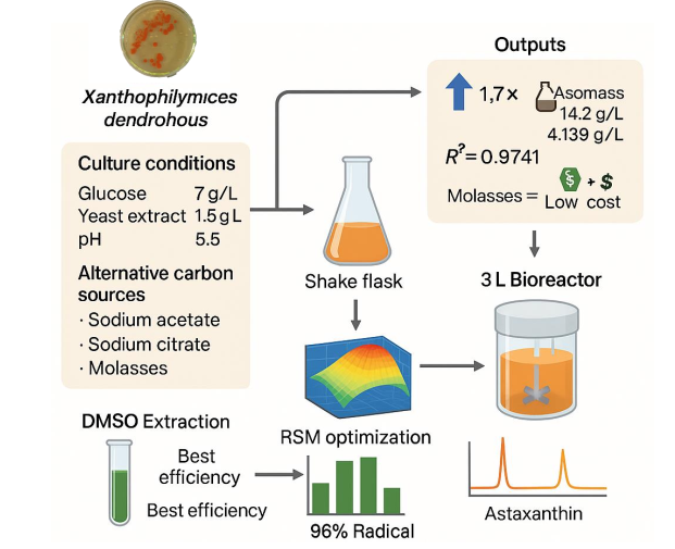 Astaxanthin on Sugarcane molasses by X. dendrorhous