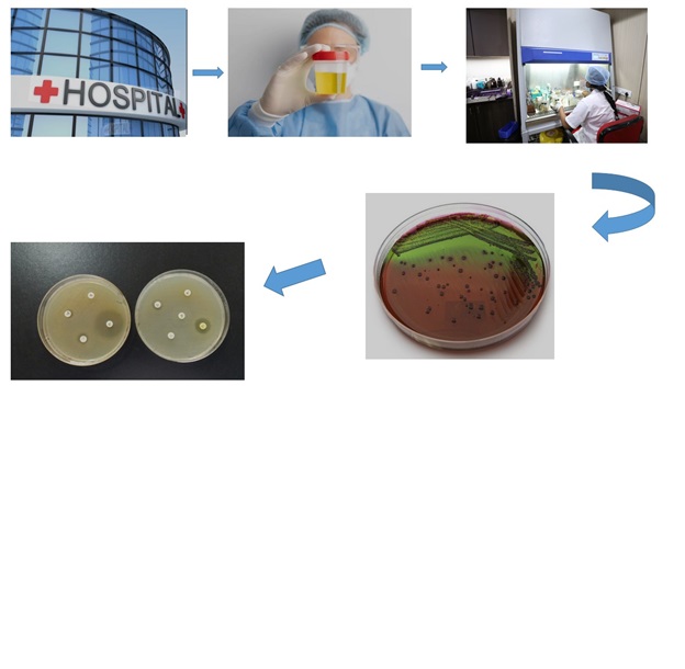 Nitrofurantoin versus Ciprofloxacin Resistance in UTI