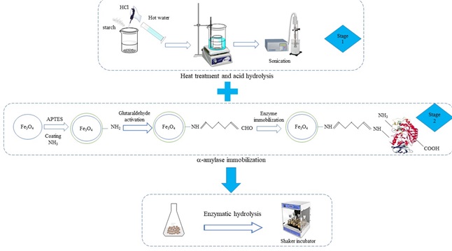 enzymatic hydrolysis by magnetic covalent immobilized α-amylase