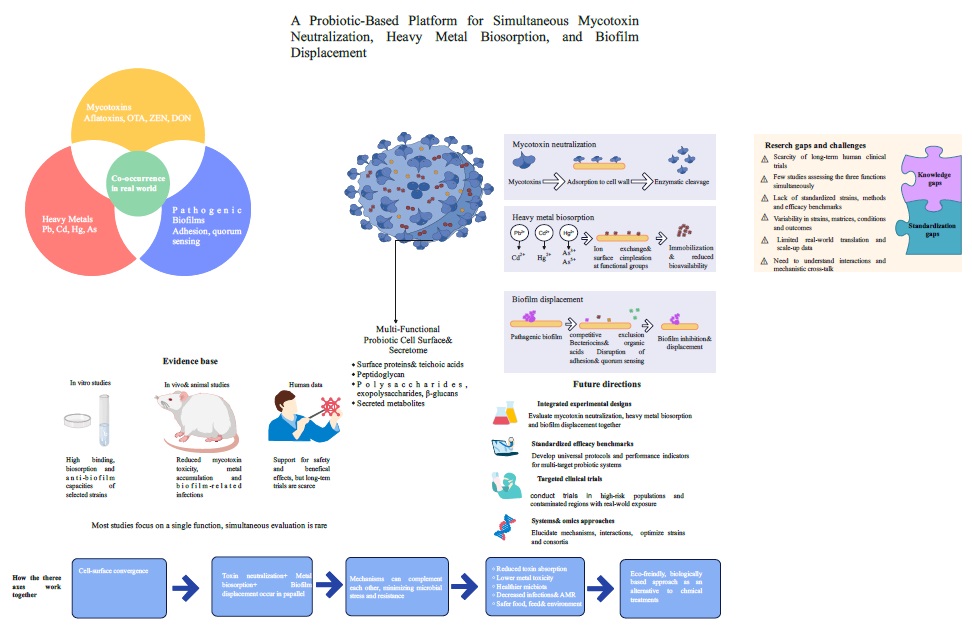 probiotic decontaminations