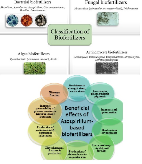 Biofertilisers by N2-fixing bacteria for efficient agricultural