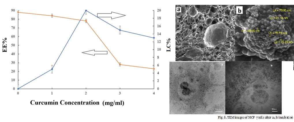 Curcumin-Loaded Mesoporous Silica Nanoparticle